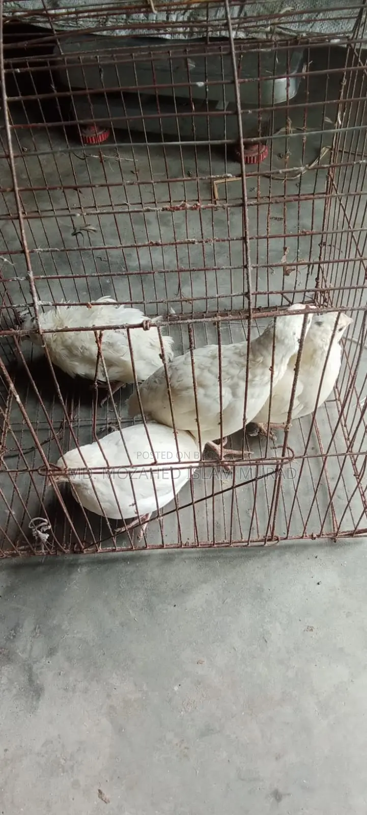 White Japanese Quail for Sale