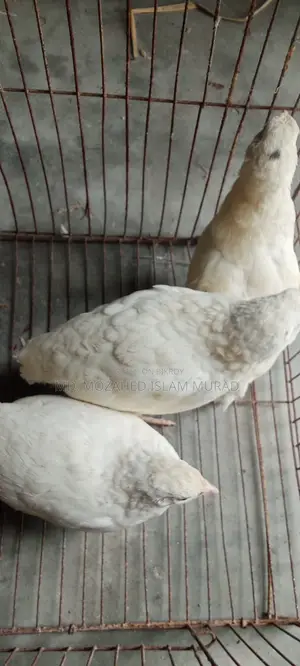 White Japanese Quail for Sale
