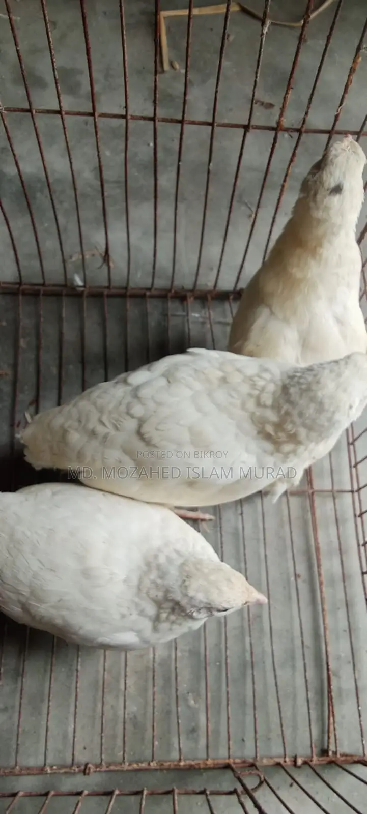 White Japanese Quail for Sale