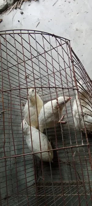 White Japanese Quail for Sale