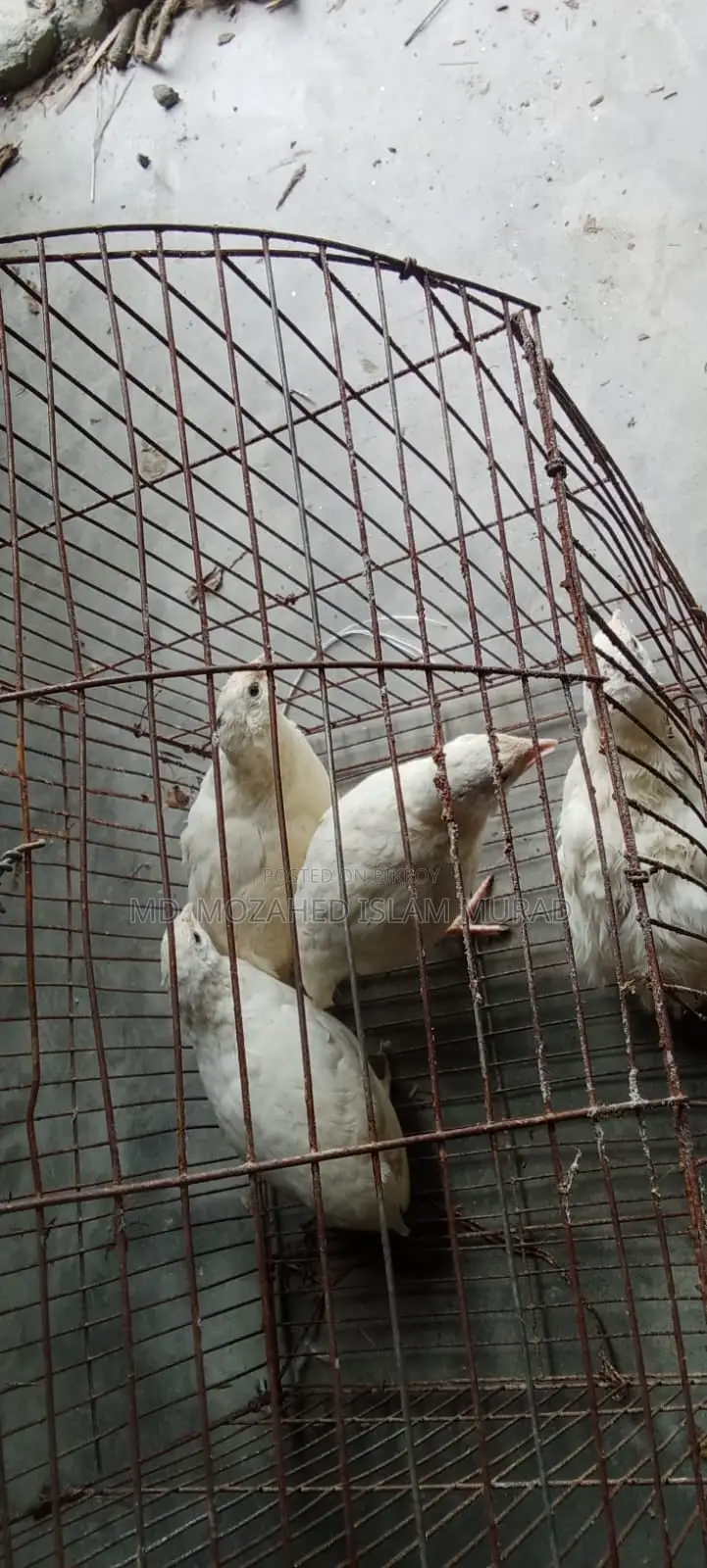 White Japanese Quail for Sale