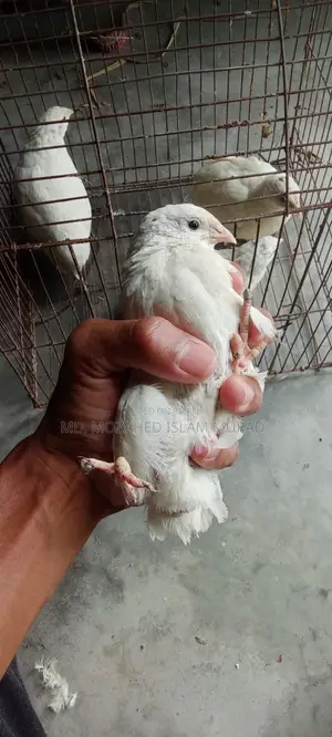White Japanese Quail for Sale