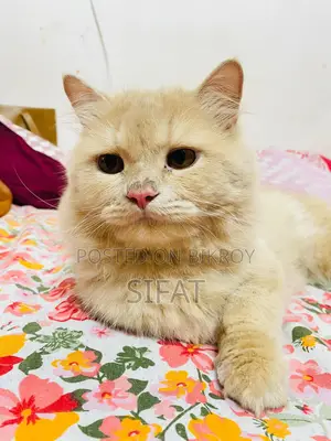 Persian Cat For Sale