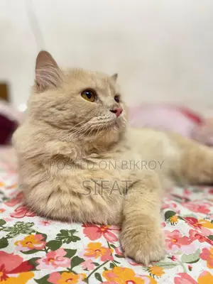 Persian Cat For Sale