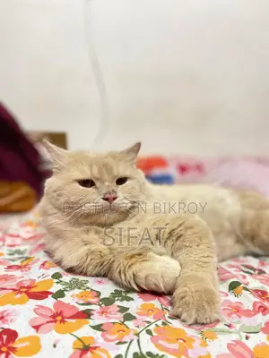 Persian Cat For Sale