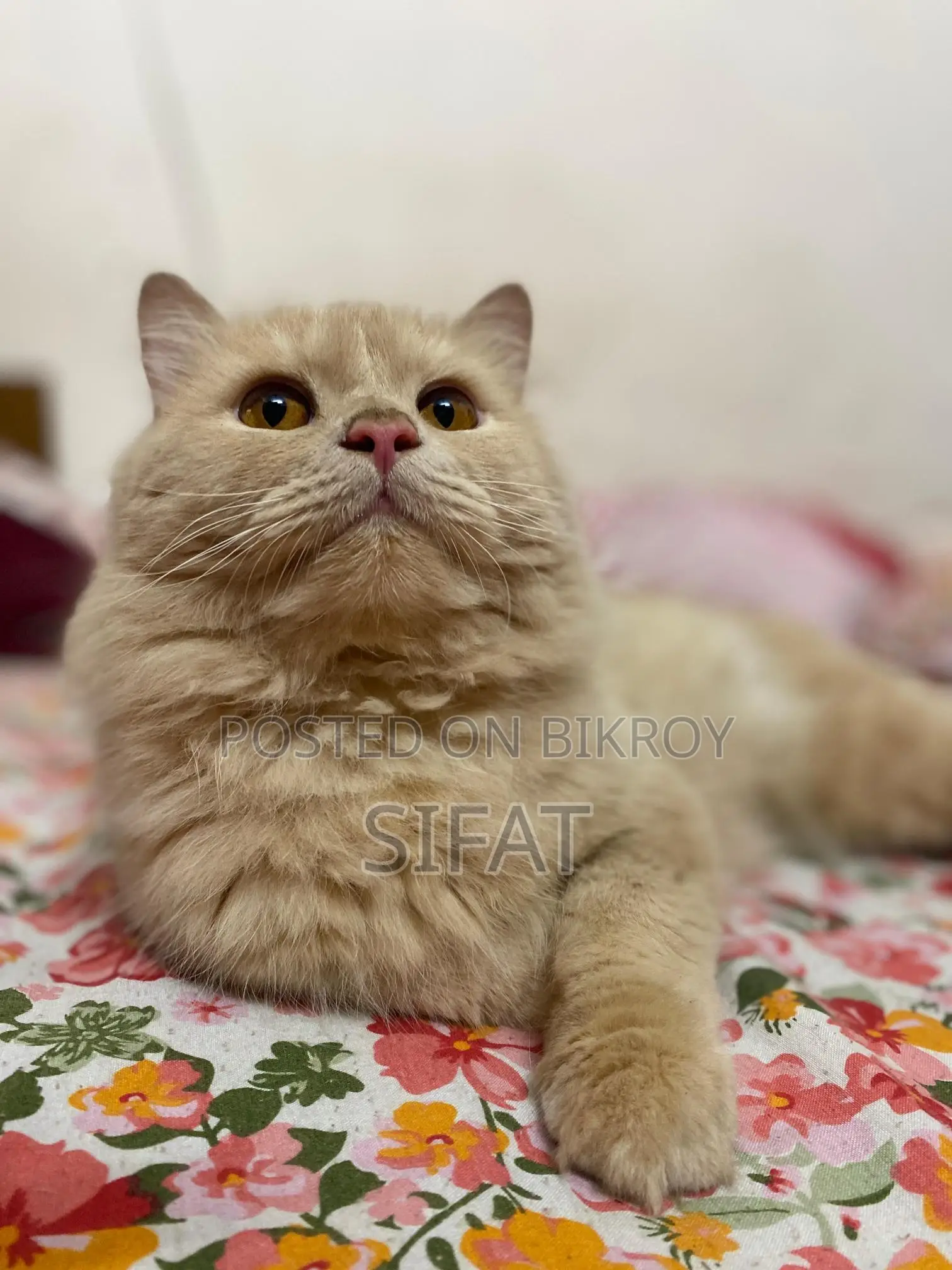 Persian Cat For Sale