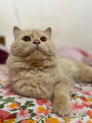 Persian Cat For Sale
