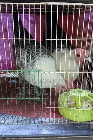 Balcony Bird Setup for Sale