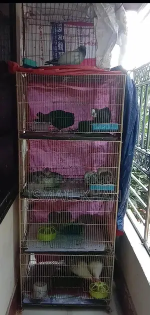 Balcony Bird Setup for Sale