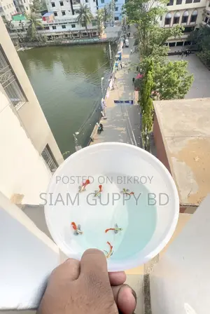 আরটিপি গাপ্পি মাছ