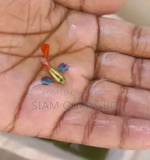 আরটিপি গাপ্পি মাছ