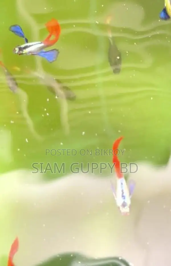 আরটিপি গাপ্পি মাছ