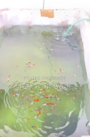 আরটিপি গাপ্পি মাছ
