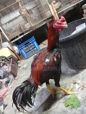 ফাইটার মোরগ