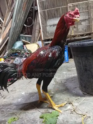 Fighter Rooster