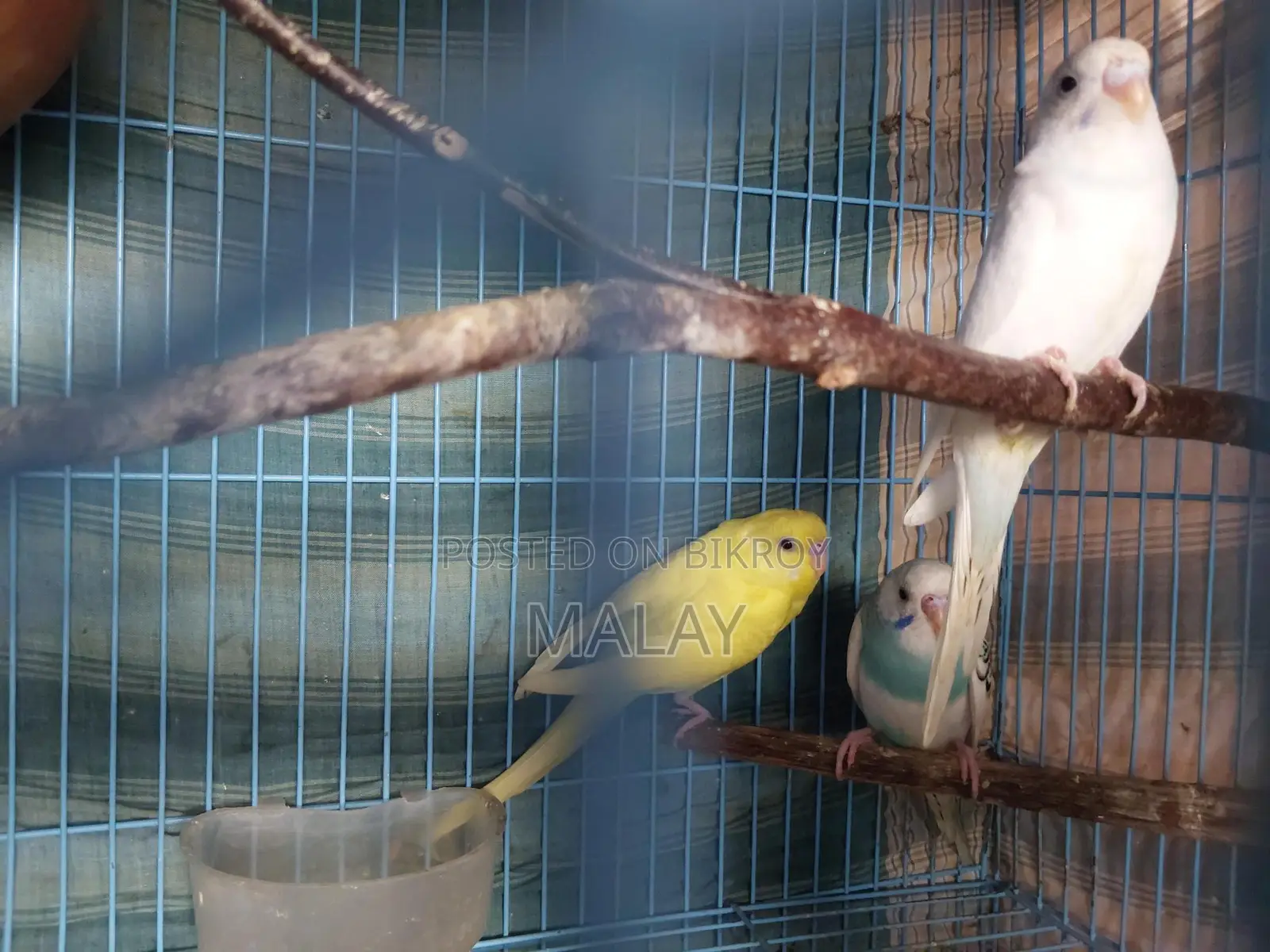 3 Semi-Adult Budgie Birds for Sale