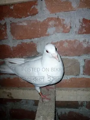 Some Racer and Kaldam Pigeons