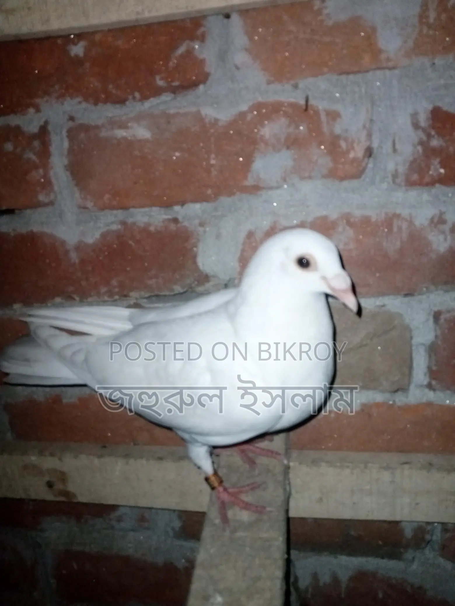 Some Racer and Kaldam Pigeons