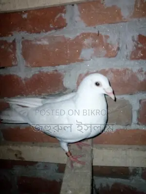Some Racer and Kaldam Pigeons