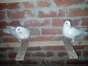 Some Racer and Kaldam Pigeons