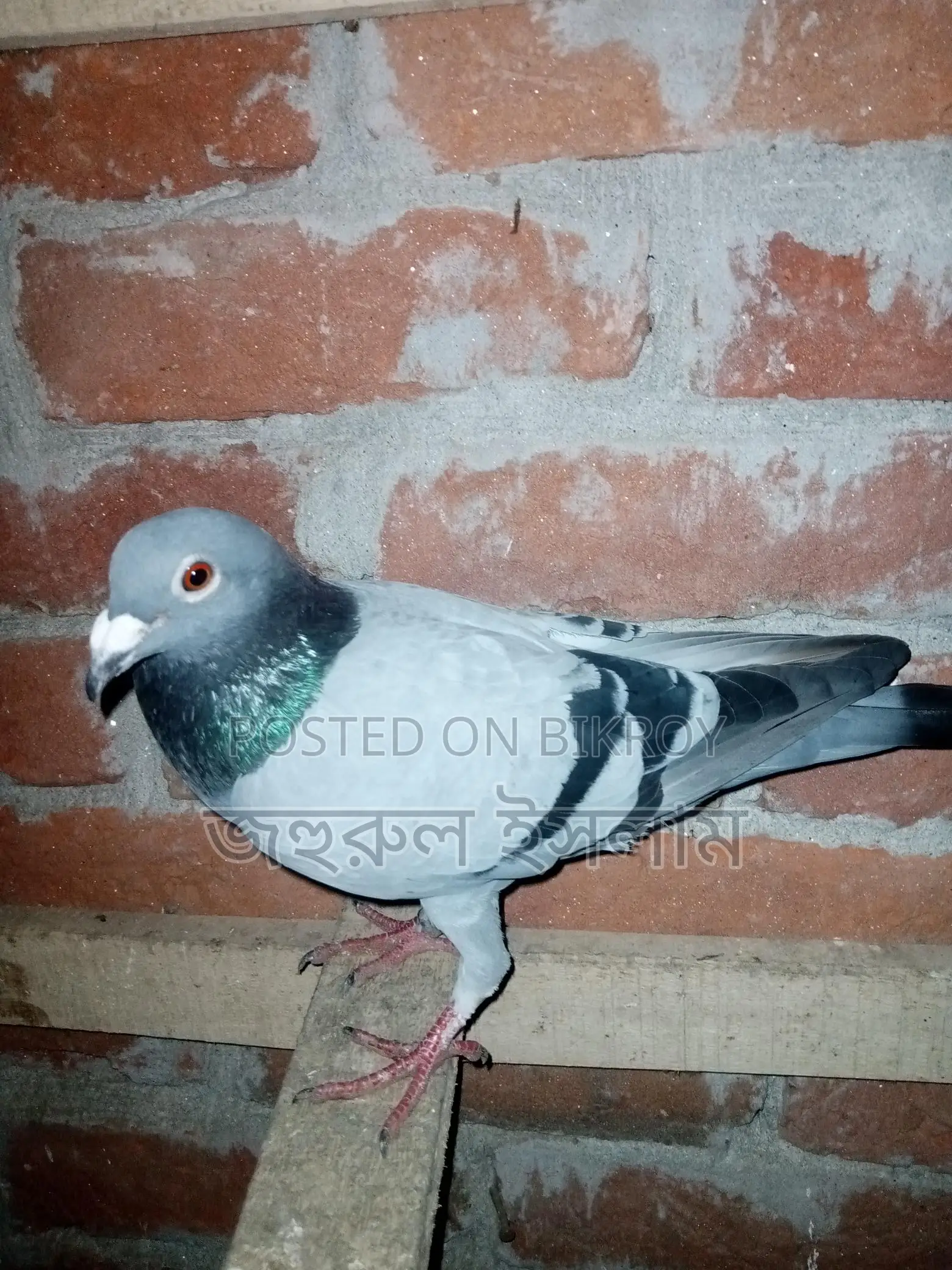 Some Racer and Kaldam Pigeons