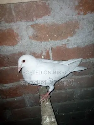 Some Racer and Kaldam Pigeons