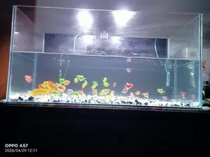 A Large Aquarium with Fish