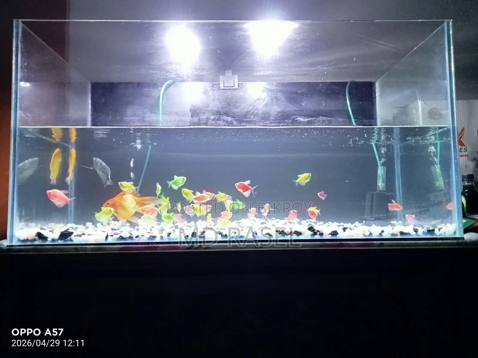 A Large Aquarium with Fish