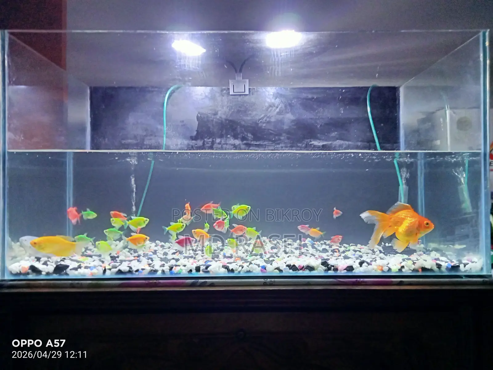 A Large Aquarium with Fish