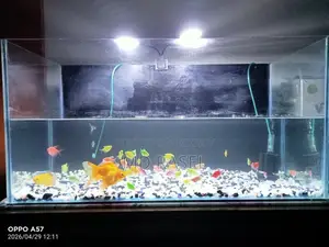 A Large Aquarium with Fish