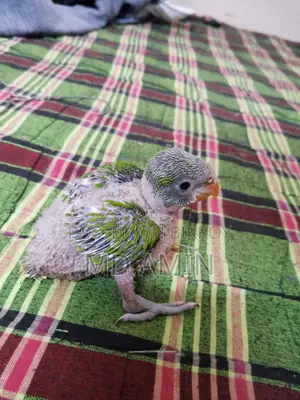 Parrot