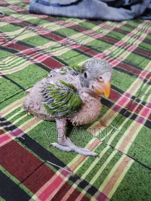 Parrot