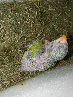 Parrot