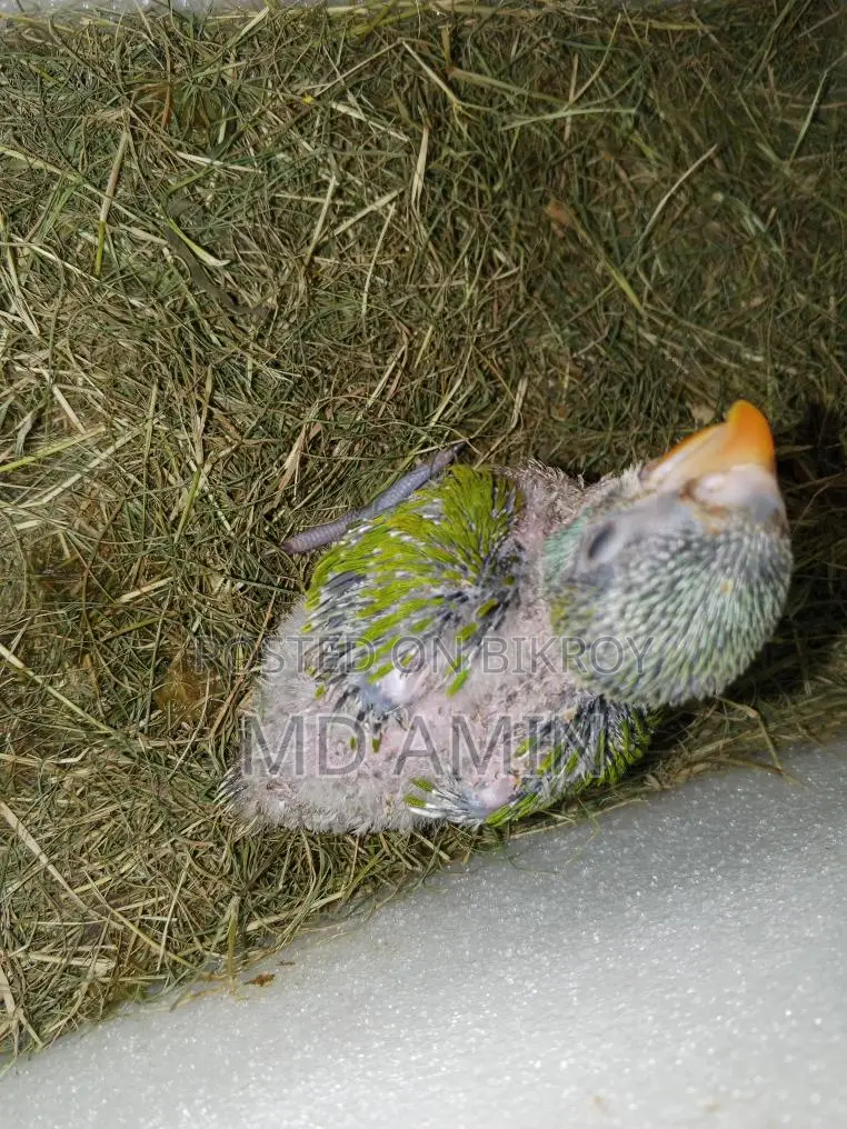 Parrot