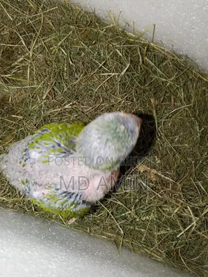 Parrot