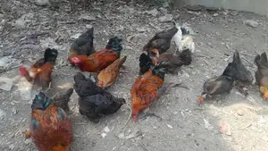 Brahma Rooster and Hen for sale