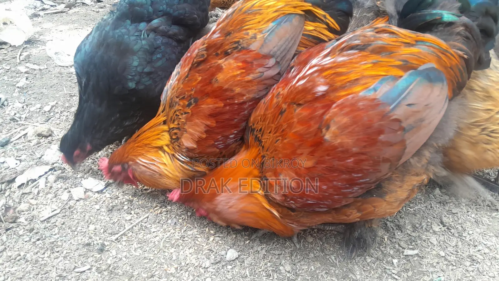 Brahma Rooster and Hen for sale