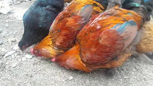 Brahma Rooster and Hen for sale