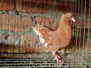 German Lal Mosaldom Nor
