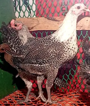 3-Month-Old Egyptian Fayoumi Chicken