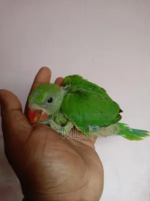 Ringneck Parrot Baby