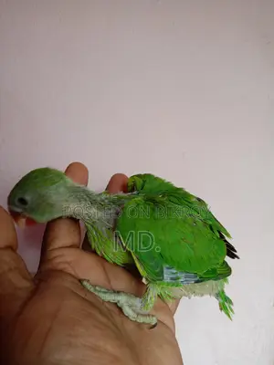 Ringneck Parrot Baby