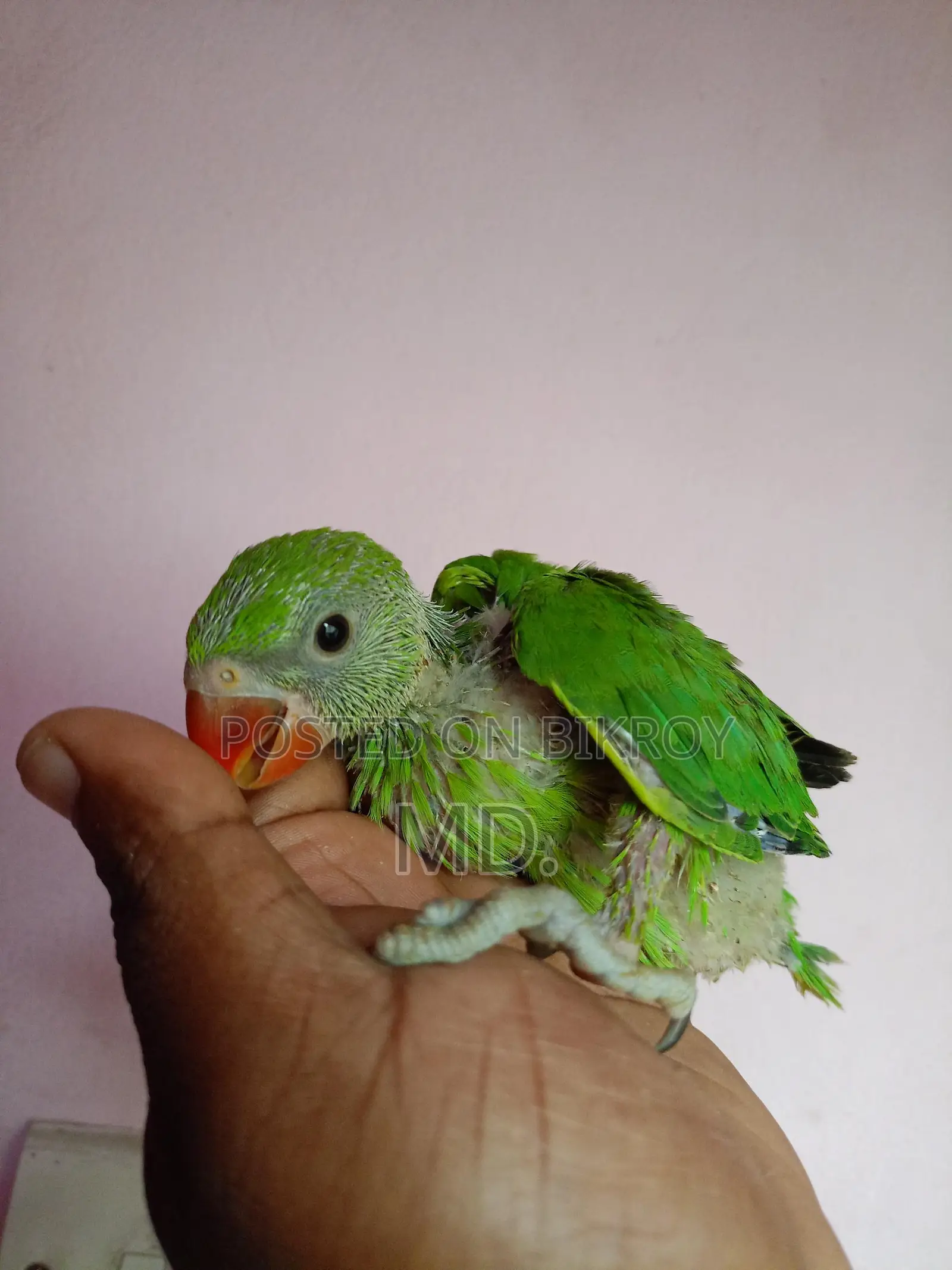 Ringneck Parrot Baby