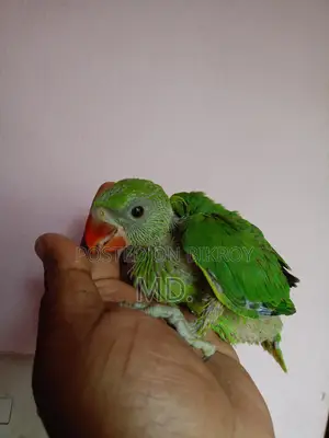 Ringneck Parrot Baby