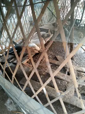 দেশি খাকি ক্যাম্বেল হাঁস