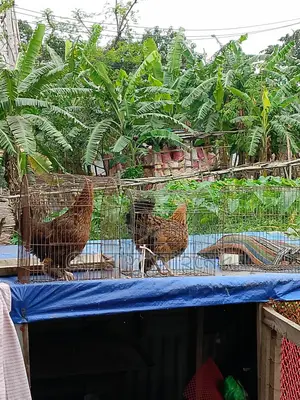 One Hen with a Chick