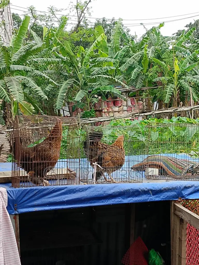 One Hen with a Chick