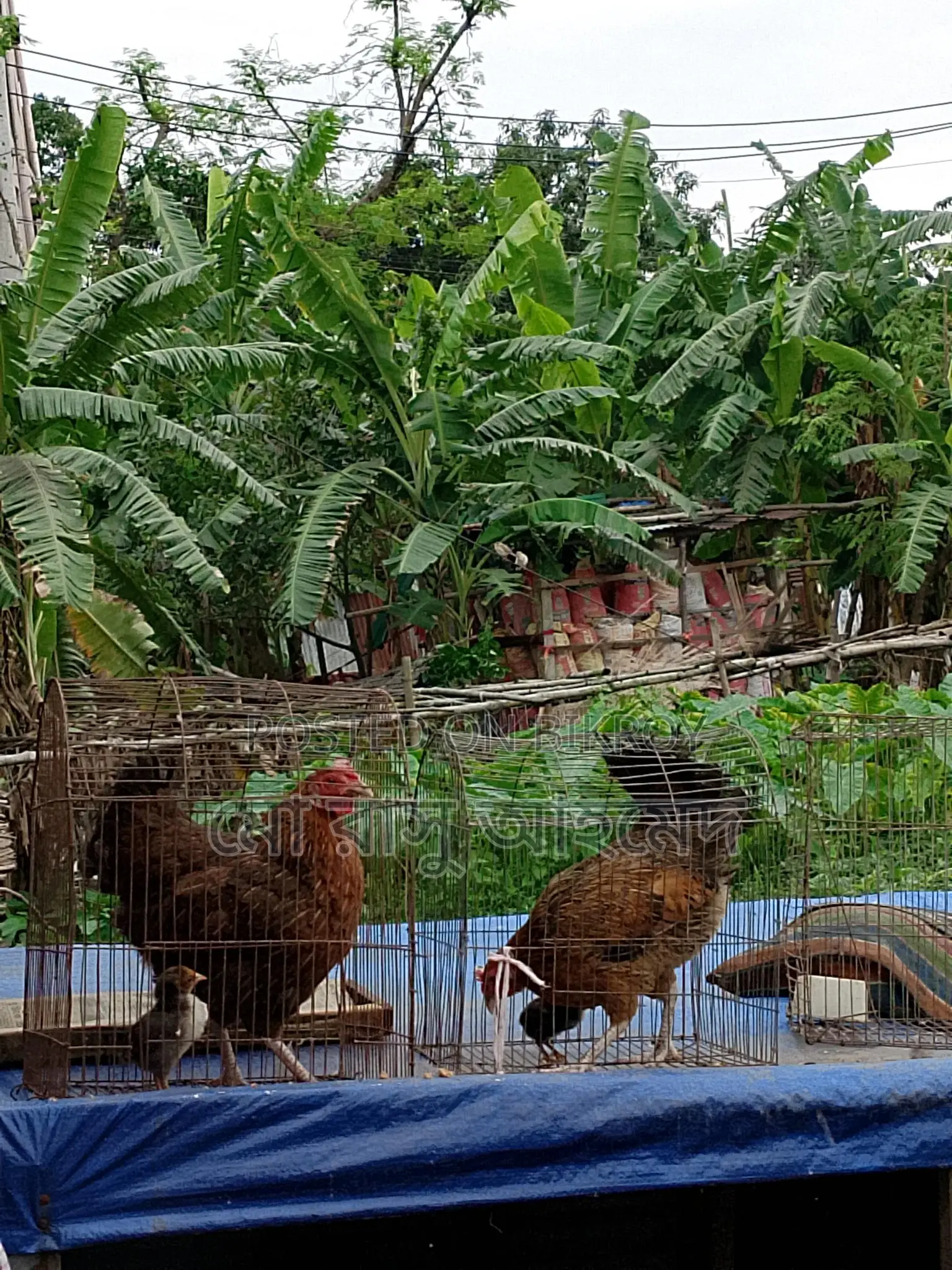 One Hen with a Chick