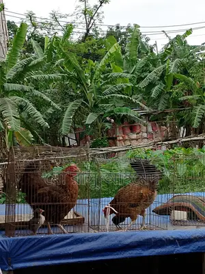 One Hen with a Chick
