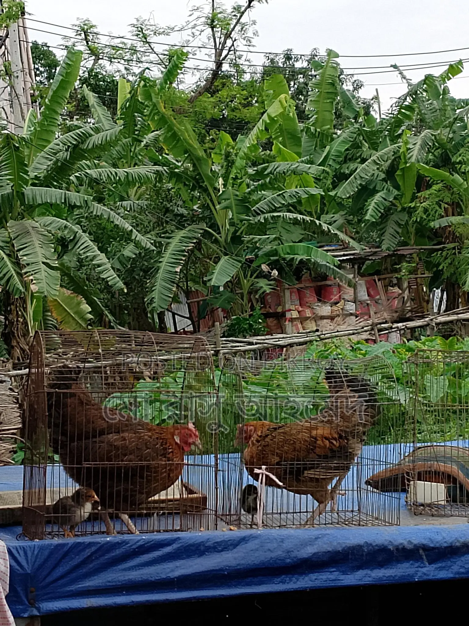 One Hen with a Chick